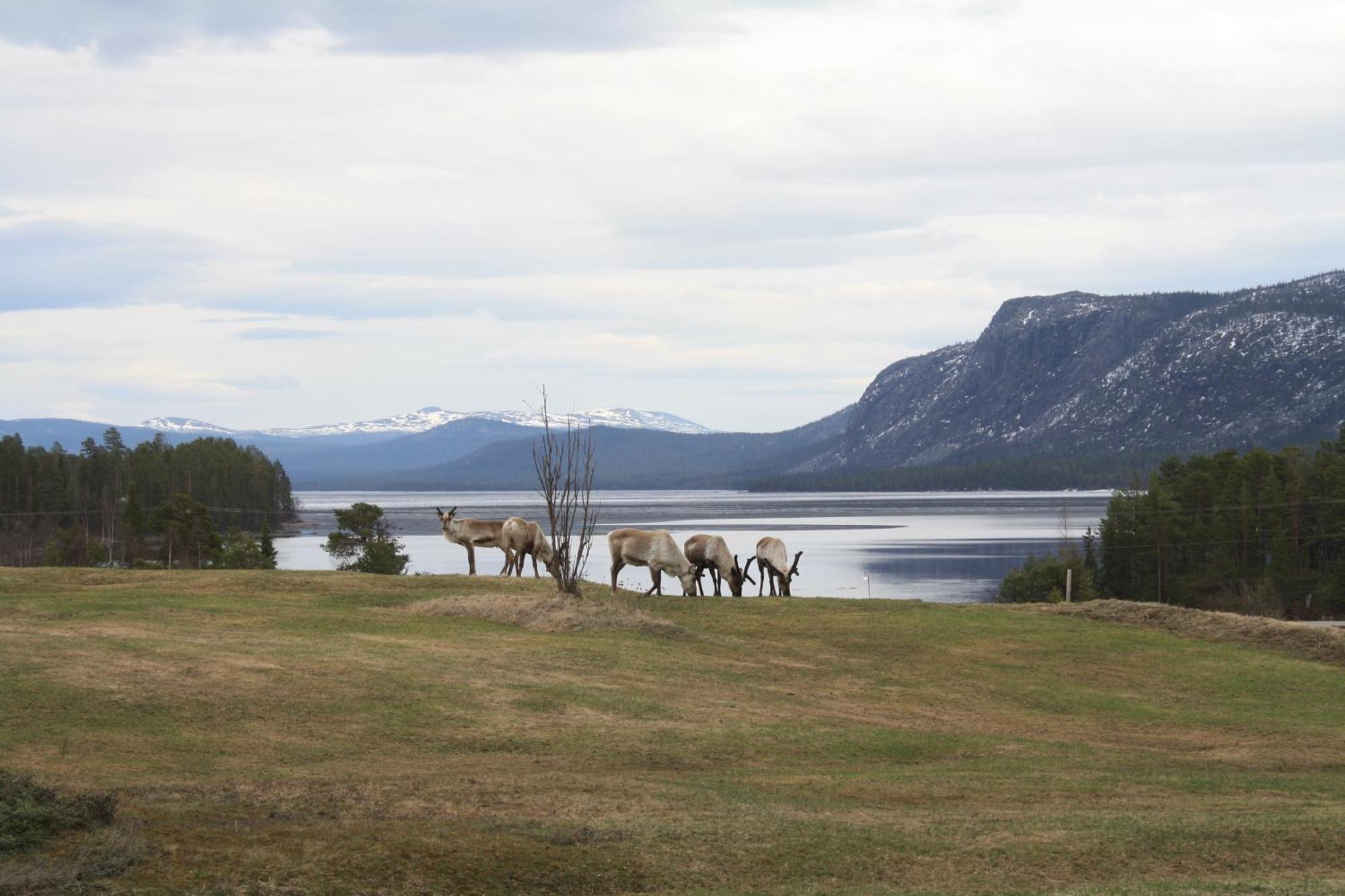 Arrenjarka Mountain Lodge Kvikkjokk エクステリア 写真